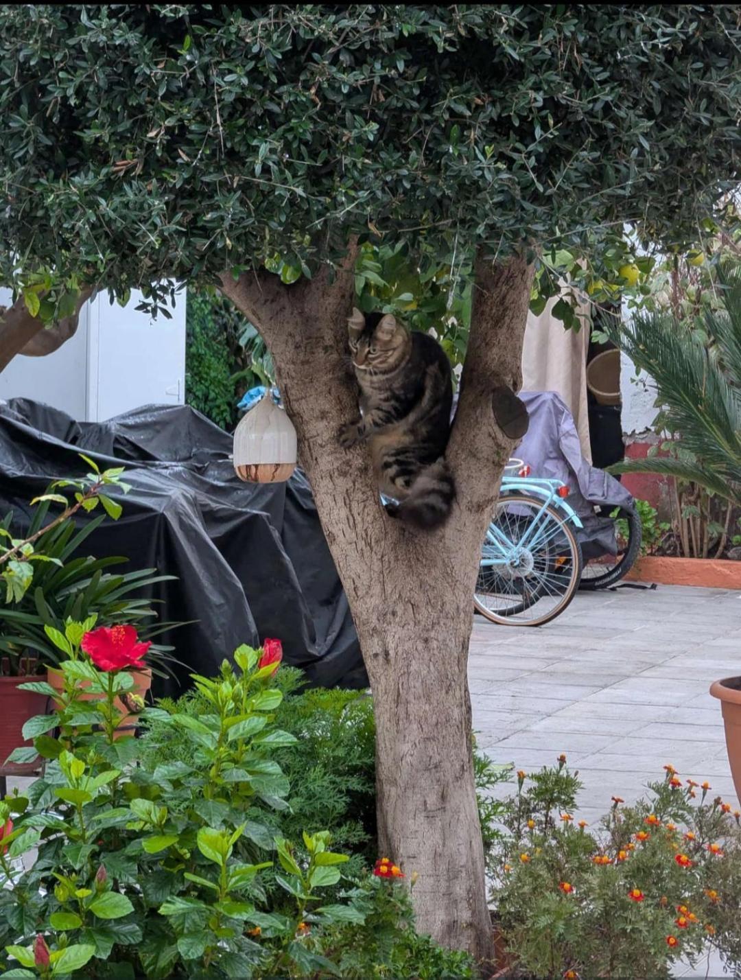 Tipico Y Pintoresco Patio De Vecinos, Con Encanto Sewilla Zewnętrze zdjęcie
